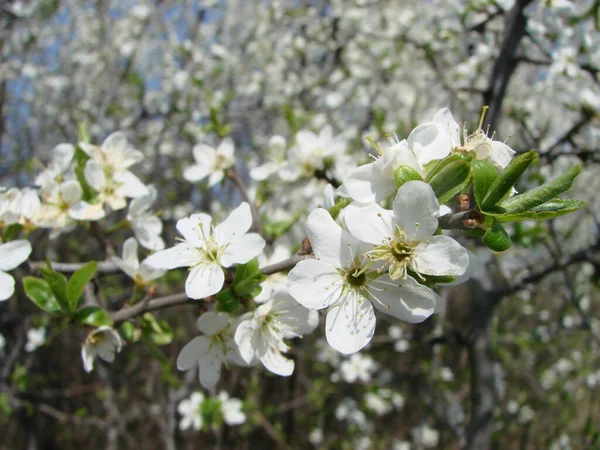Flores Blancas Una Rama Espino Negro Flor Principios Primavera — Foto de Stock