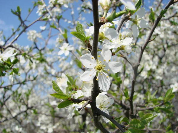 Flores Blancas Una Rama Espino Negro Flor Principios Primavera — Foto de Stock