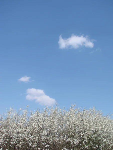 Weiße Blüten Auf Einem Zweig Schlehe Blüht Zeitigen Frühling — Stockfoto