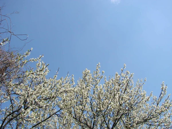 White Blossoms Branch Blackthorn Flower Early Spring — Stock Photo, Image