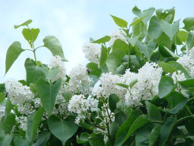 Yaygın bir şırınga, leylak, makro çalı, beyaz tarla. Mavi gökyüzüne karşı beyaz çiçekli bitkiler. Taze çiçeklerle dolu bahar manzarası.