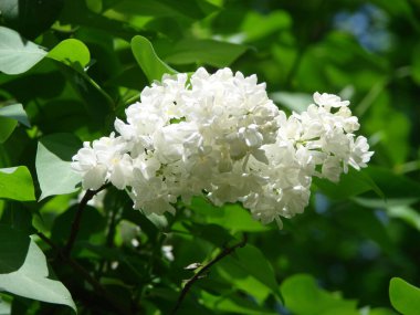 Yaygın bir şırınga, leylak, makro çalı, beyaz tarla. Mavi gökyüzüne karşı beyaz çiçekli bitkiler. Taze çiçeklerle dolu bahar manzarası.