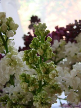 Yaygın bir şırınga, leylak, makro çalı, beyaz tarla. Taze çiçeklerle dolu bahar manzarası. Mavi gökyüzüne karşı beyaz çiçekli bitkiler. Sof odaklanma.