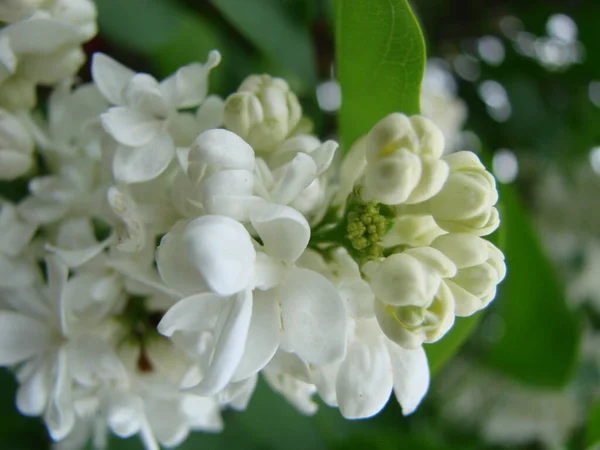 Virágzó Közönséges Syringa Vulgaris Orgona Makró Bokor Fehér Kultivár Tavaszi — Stock Fotó