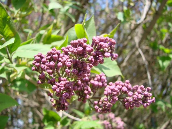 Branch Purple Lilac Flowers Syringa Vulgaris Lily Blooming Plants Background — Stock Photo, Image