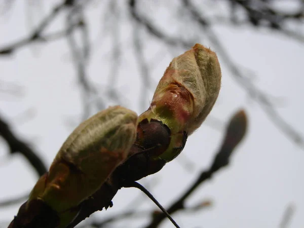 Buds Árvore Castanha Primavera Grandes Botões Jovens Ramos Contra Fundo — Fotografia de Stock