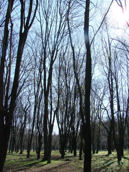 Trees Park Spring Foliage Still Buds Bright Blue Sky — Stock Photo, Image