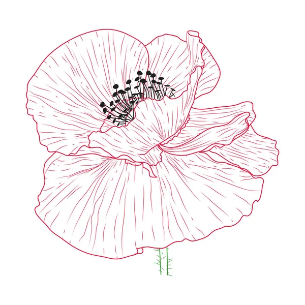 Kalifornské Makové Květy Nakreslené Kreslené Čárou Art Bílém — Stockový vektor