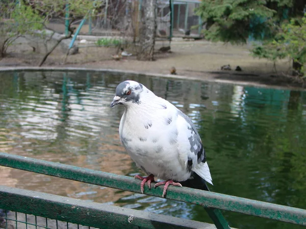 Pigeon Sur Sol Trottoir Dans Une Ville Pigeon Debout Colombe — Photo