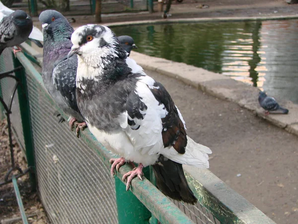 街の地面や舗装にピジョン ピジョン スタンディング 鳩や鳩がぼやけた背景に ピジョンのコンセプト写真 — ストック写真