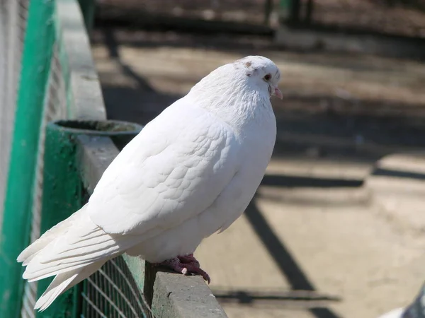 Weiße Taube Kaisertaube Dukula Sitzt Und Schaut Sich Ein Symbol — Stockfoto