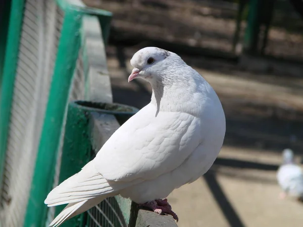 Weiße Taube Kaisertaube Dukula Sitzt Und Schaut Sich Ein Symbol — Stockfoto