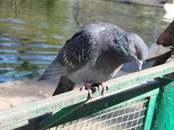 비둘기가 있거나 도시에 보도가 비둘기가서 비둘기나 비둘기가 있습니다 비둘기 — 스톡 사진