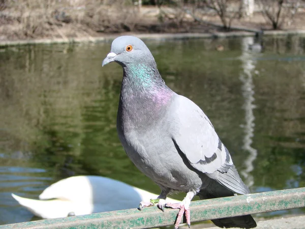 街の地面や舗装にピジョン ピジョン スタンディング 鳩や鳩がぼやけた背景に ピジョンのコンセプト写真 — ストック写真