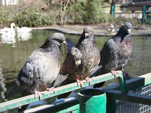 Pigeon Sur Sol Trottoir Dans Une Ville Pigeon Debout Colombe — Photo