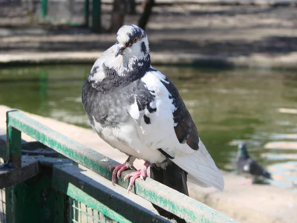 街の地面や舗装にピジョン ピジョン スタンディング 鳩や鳩がぼやけた背景に ピジョンのコンセプト写真 — ストック写真