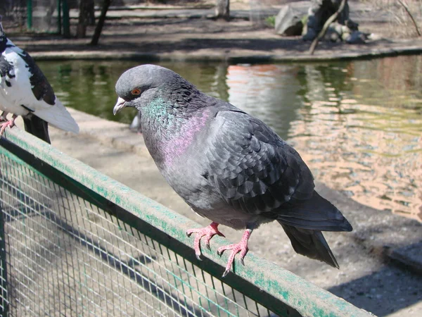 Pigeon on a ground or pavement in a city. Pigeon standing. Dove or pigeon on blurry background. Pigeon concept photo.