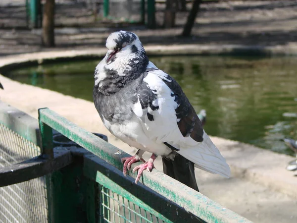 Pigeon Sur Sol Trottoir Dans Une Ville Pigeon Debout Colombe — Photo