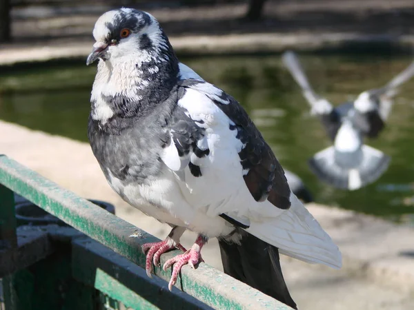 街の地面や舗装にピジョン ピジョン スタンディング 鳩や鳩がぼやけた背景に ピジョンのコンセプト写真 — ストック写真