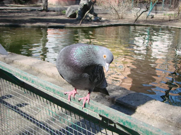 Pigeon Sur Sol Trottoir Dans Une Ville Pigeon Debout Colombe — Photo