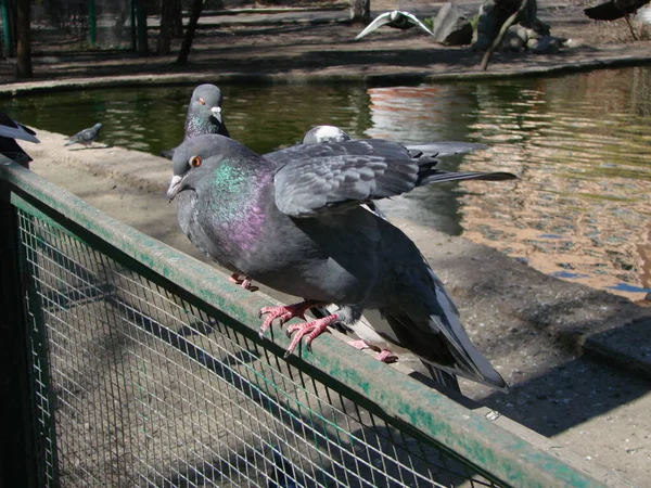 Pigeon on a ground or pavement in a city. Pigeon standing. Dove or pigeon on blurry background. Pigeon concept photo.