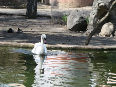 Kristal berraklığında güzel bir kuğu Derin mavi nehir yansıması
