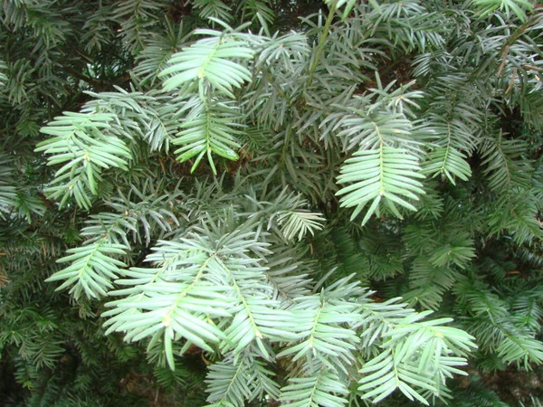 Fir Tree Brunch Close Shallow Focus Fluffy Fir Tree Brunch — Stock Photo, Image