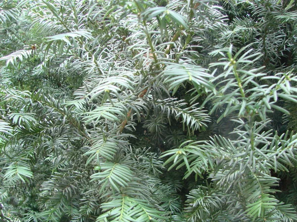 Fir Tree Brunch Close Shallow Focus Fluffy Fir Tree Brunch — Stock Photo, Image