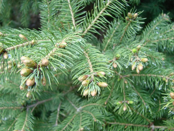 Tannenbrunch Aus Nächster Nähe Flache Fokussierung Flauschiger Tannenbaum Brunch Aus — Stockfoto