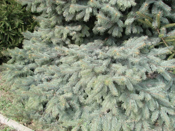 Tannenbrunch Aus Nächster Nähe Flache Fokussierung Flauschiger Tannenbaum Brunch Aus — Stockfoto