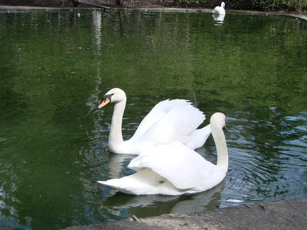 白い白鳥のペアのゲームを一致させる 白鳥は自然の中で水に泳いでいます バレンタインデーの背景 ミュートスワンラテン語名Cygnus Color — ストック写真