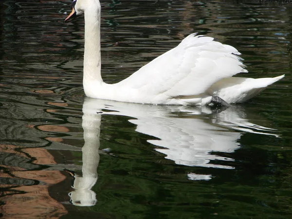 Schöner Schwan Auf Einem Kristallklaren Tiefblauen Flussreflex — Stockfoto