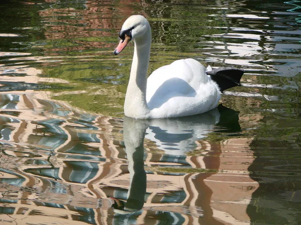 Schöner Schwan Auf Einem Kristallklaren Tiefblauen Flussreflex — Stockfoto