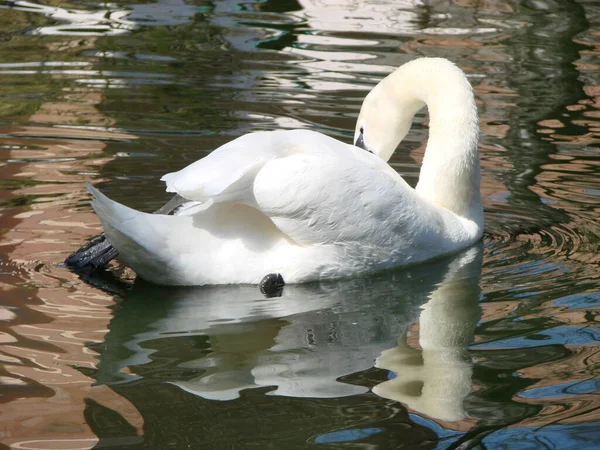 Schöner Schwan Auf Einem Kristallklaren Tiefblauen Flussreflex — Stockfoto