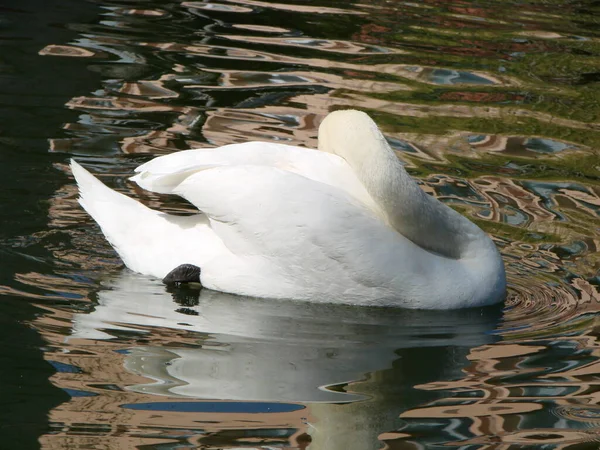 Schöner Schwan Auf Einem Kristallklaren Tiefblauen Flussreflex — Stockfoto