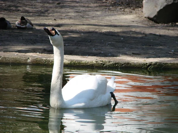 Bellissimo Cigno Cristallino Riflesso Blu Profondo Del Fiume — Foto Stock