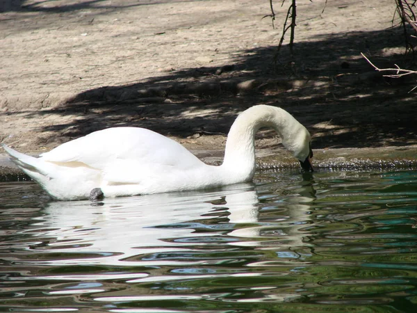 Cisne Bonito Cristal Claro Profundo Reflexo Rio Azul — Fotografia de Stock