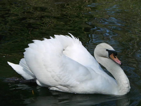 Cisne Branco Pássaro Orgulhoso Representa Relações Amor Entre Pessoas Romance — Fotografia de Stock