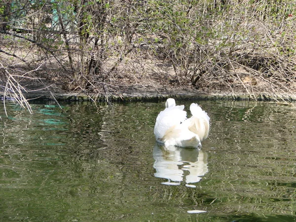 Bellissimo Cigno Cristallino Riflesso Blu Profondo Del Fiume — Foto Stock