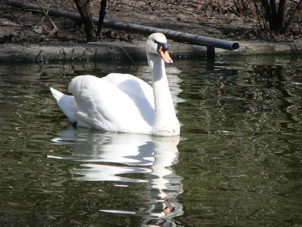 Schöner Schwan Auf Einem Kristallklaren Tiefblauen Flussreflex — Stockfoto