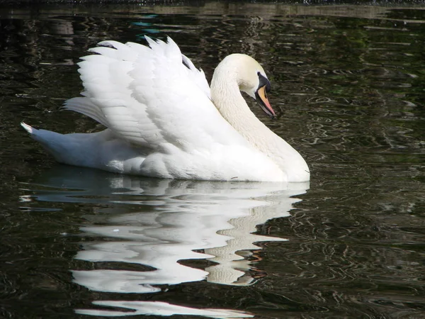 Cisne Bonito Cristal Claro Profundo Reflexo Rio Azul — Fotografia de Stock