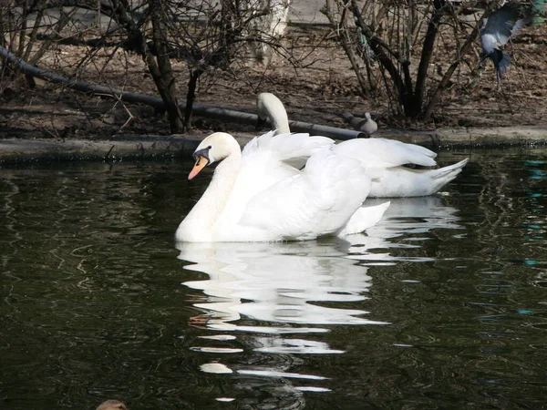 Schöner Schwan Auf Einem Kristallklaren Tiefblauen Flussreflex — Stockfoto