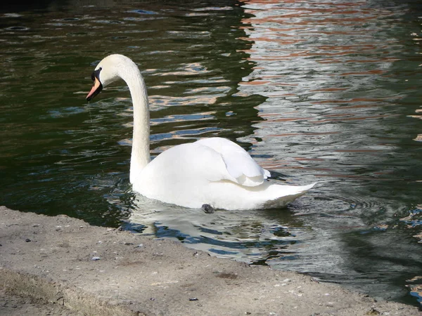 Schöner Schwan Auf Einem Kristallklaren Tiefblauen Flussreflex — Stockfoto