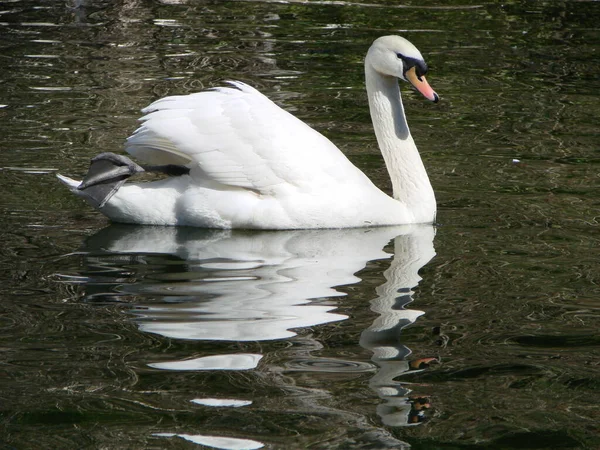 Cisne Bonito Cristal Claro Profundo Reflexo Rio Azul — Fotografia de Stock