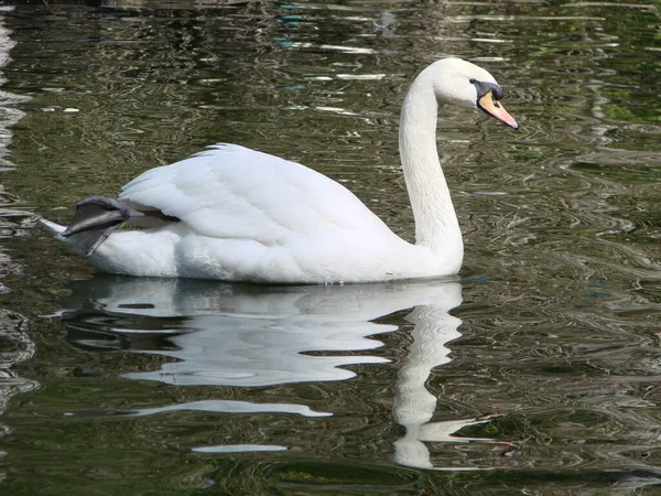 Schöner Schwan Auf Einem Kristallklaren Tiefblauen Flussreflex — Stockfoto