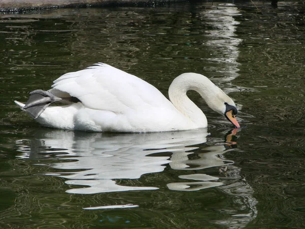 Schöner Schwan Auf Einem Kristallklaren Tiefblauen Flussreflex — Stockfoto