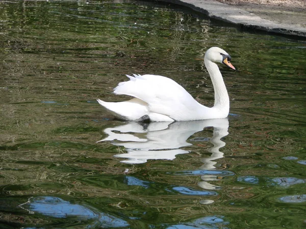 クリスタルの上の美しい白鳥深い青色の川の反射 — ストック写真