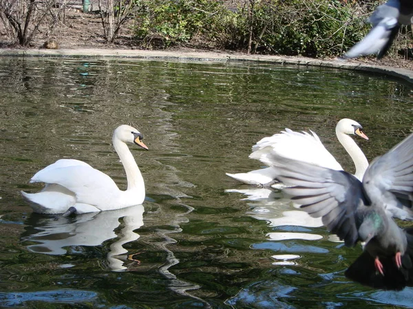 Mating Games Pair White Swans Swans Swimming Water Nature Valentine — Stock Photo, Image