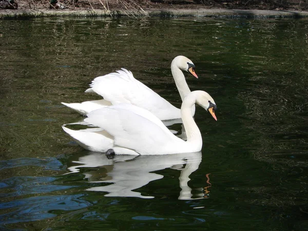 一对白天鹅的交游游戏 天鹅在大自然的水面上游泳 情人节的背景 沉默的天鹅 叫天鹅绒色 — 图库照片