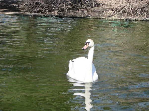 Weißer Schwan Nebligen See Der Morgendämmerung Schöner Schwan Cygnus Romantik — Stockfoto